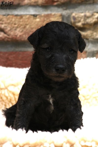 2011-05-28 Puppies Candy & Svet (53).jpg